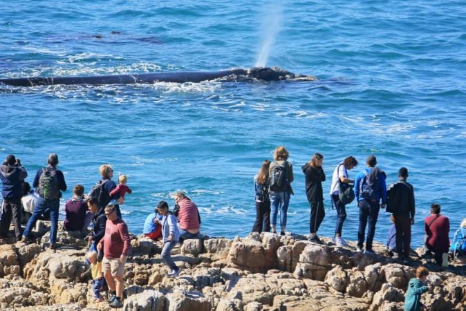 Whale Watching in Hermanus - © Hermanus Official Website