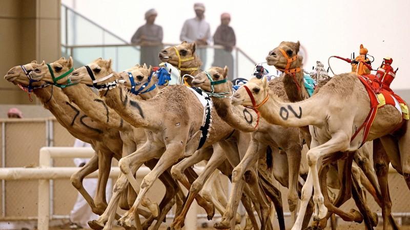 Sinai Camel Festival - © Ras Al Khaimah
