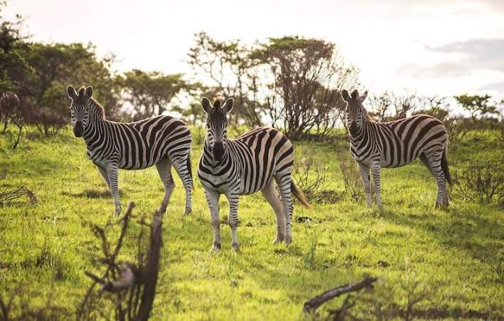 Wildlife Safari at Mpongo Park - © South Africa Nature Reserves