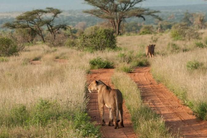 Tachila Nature Reserve - ©  The Botswana Society