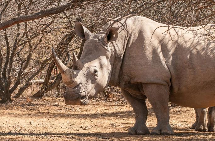 Observing wild animals in their natural habitats - © Mokolodi Nature Reserve Official