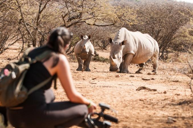 Safari Tours at Mokolodi Nature Reserve - © Mokolodi Nature Reserve Official