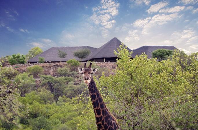 Capture the image of wildlife in Mokolodi Nature Reserve - © Mokolodi Nature Reserve Official