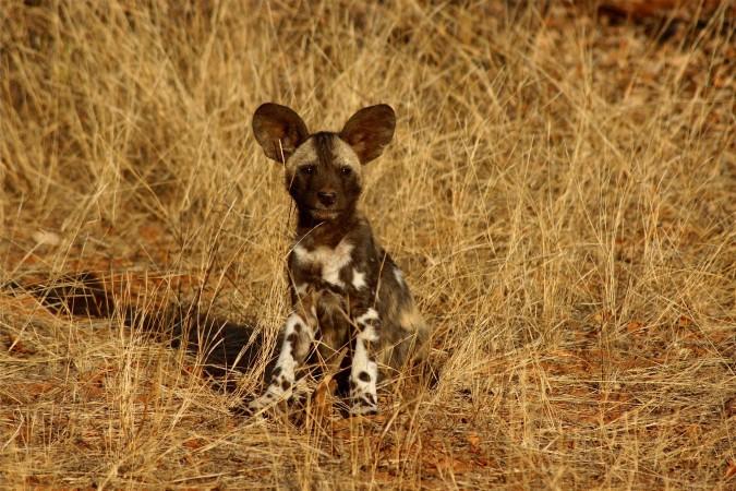 Witness Ghanzi's wildlife in Kalahari Desert Safaris - © Leon Pauleikhoff