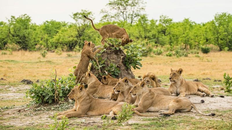 Lion pride in Kalahari Desert Safaris - © Birger Strahl