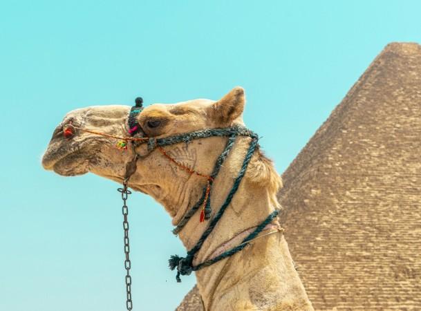Explore Giza - Egypt Travel, Africa