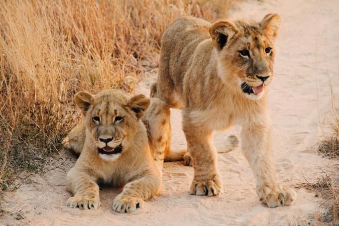 Wildlife Safaris in Lion & Cheetah Park - © Christine Donaldson