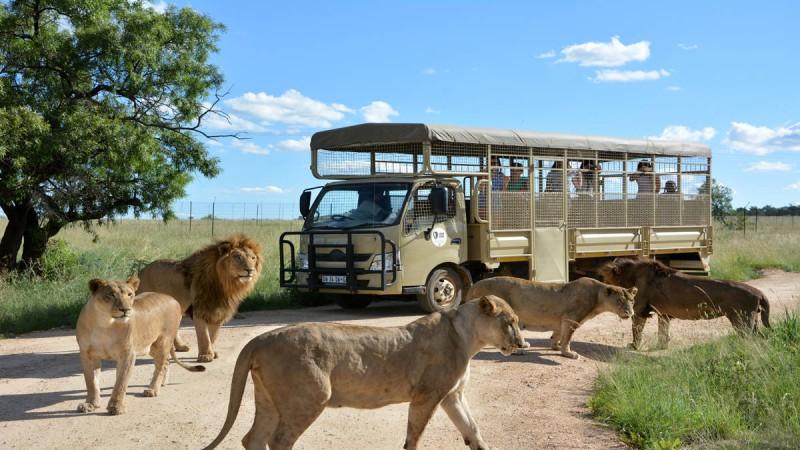 Any day is a good day to visit Lion & Safari Park - © Lion & Safari Park Official