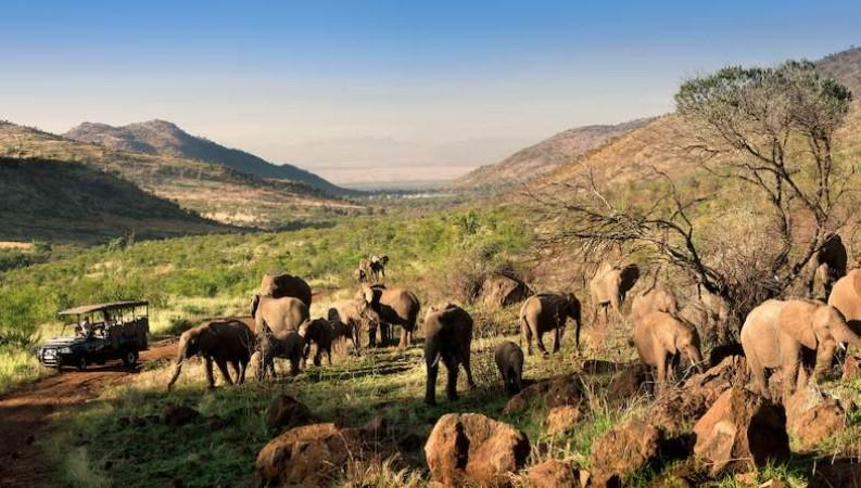 Wildlife Safari Tours in Pilanesberg National Park - © South Africa Nature Reserves