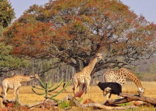 Explore Marondera - Zimbabwe Travel, Africa
