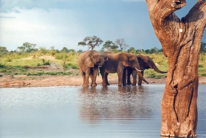 Hwange National Park - © Wikipedia