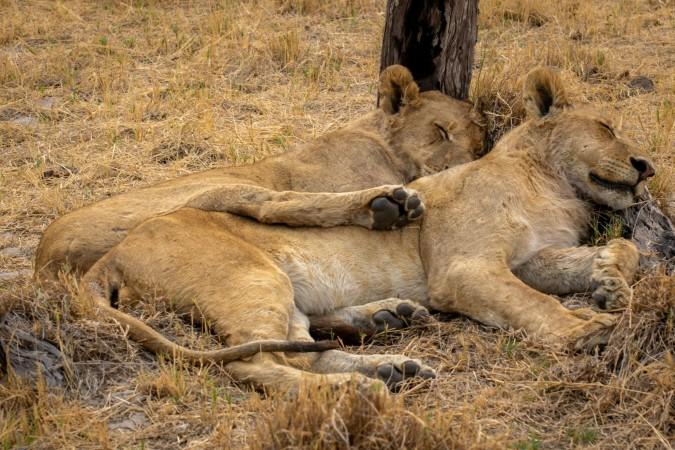 Lions in Moremi Game Reserve - © Andreas Vonlanthen