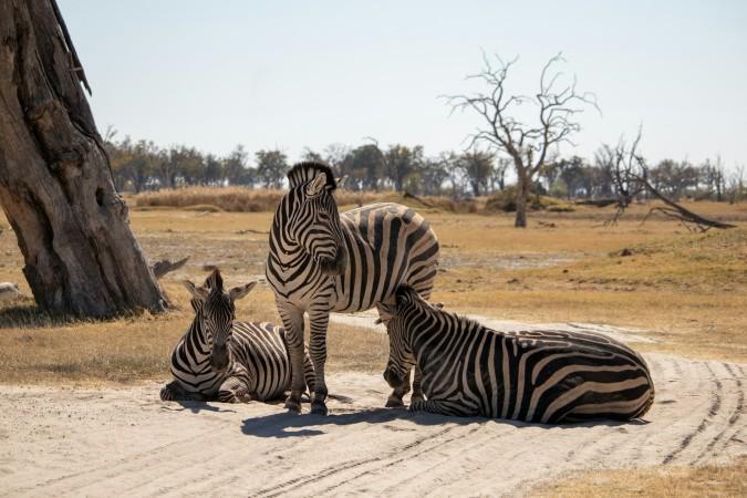 Observing wild animals during Wildlife Safaris in Moremi Game Reserve - © Jan Ludwig Tiedemann