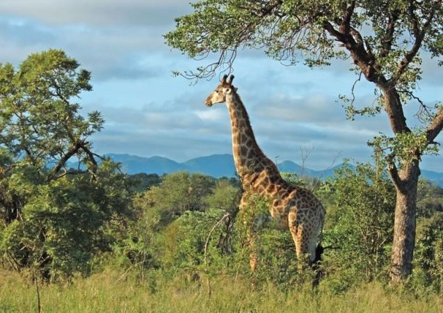 Witness Mbombela's natural beauty at Kruger National Park - © Britannica