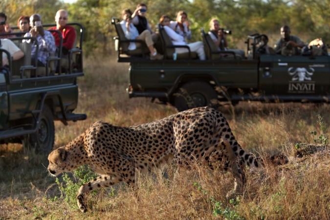 Wildlife Safaris in Kruger National Park - © CNN