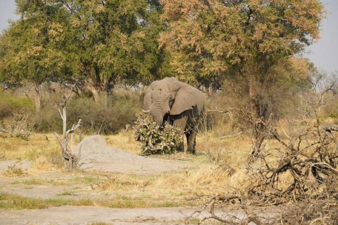 Okavango Delta, home of a diversity number of animals and floral - © Datingjungle