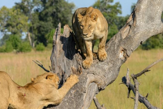 Lionesses in Moremi Game Reserve - © Felix M. Dorn