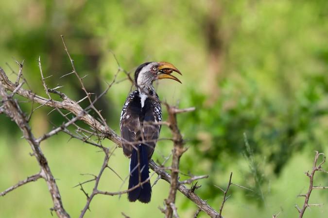 Yellow billed hornbill spotted during a Birdwatching tour - © Thapelo Letsholo