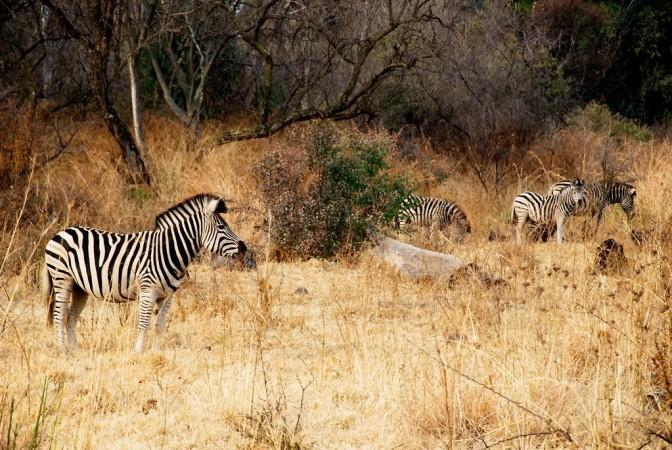 Explore the Groenkloof Nature Reserve - © Ryan Kilpatrick