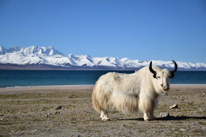 Explore Shigatse - Tibet Travel, Asia