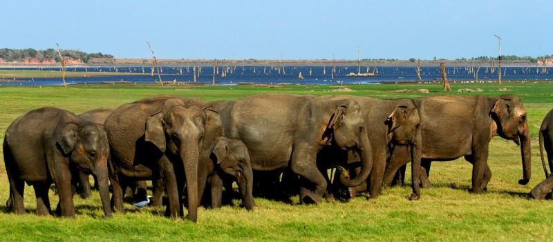 Minneriya National Park - © minneriyasafari