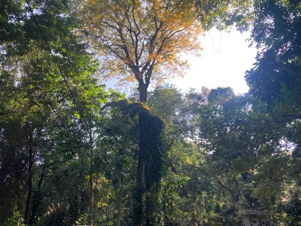 Udawattakele Forest Reserve - © gather