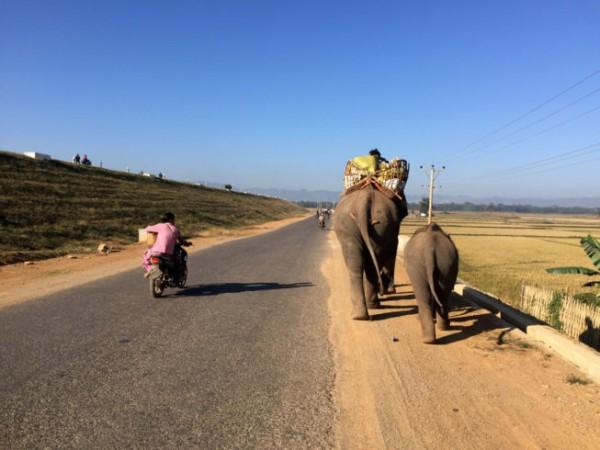 Elephant riding on a street at Loikaw - © Against the Compass