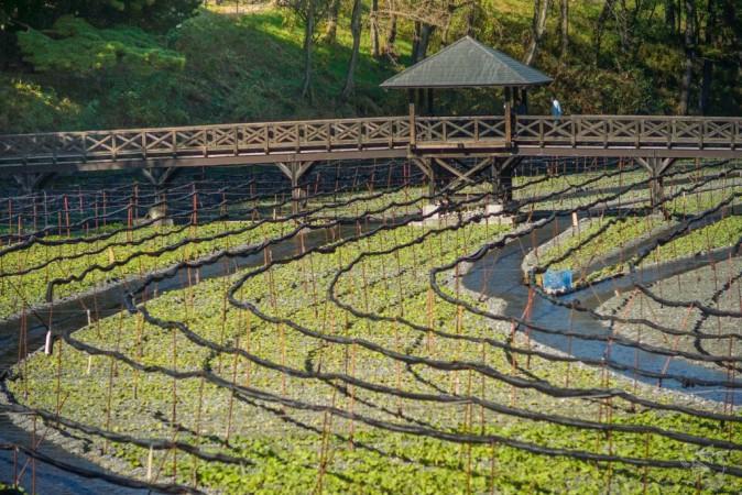 Daio Wasabi Farm - © Notes of Nomads