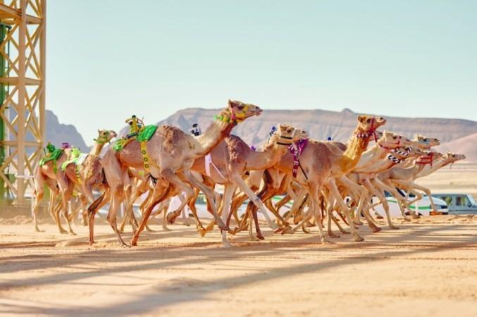 Camel Racing Events - © Oman Observer