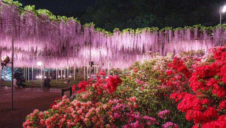 Ashikaga Flower Park - © TimeOut