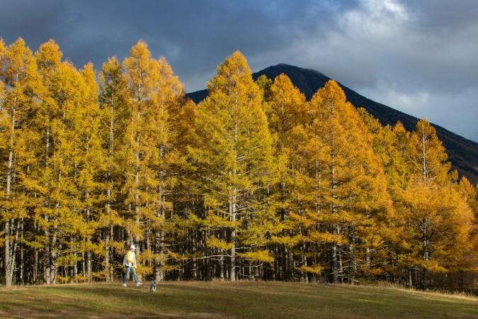 Admire the beauty of Autumn in Tochigi - © Tara Vester