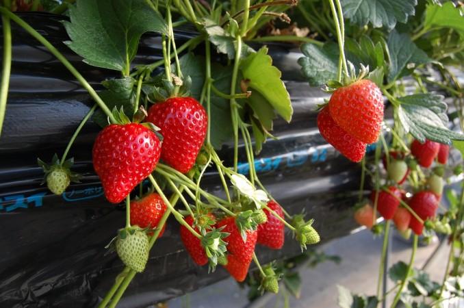 Tochiotome Strawberries - © The Strawberry Kingdom Tochigi
