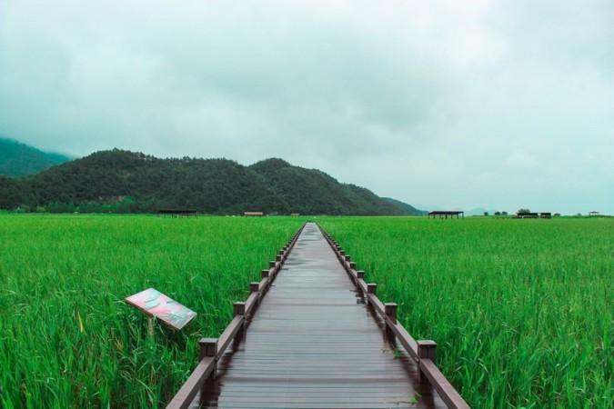 Suncheon Bay Wetland Reserve