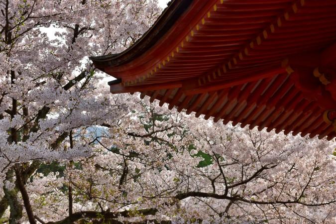 Miyajima cherry blossom season by Jay Dutta