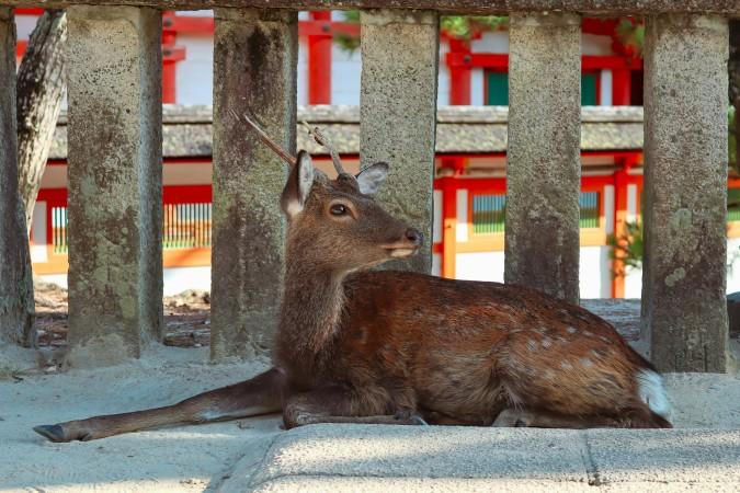 Explore Itsukushima (Miyajima) - Japan Travel, Asia