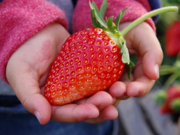 Tochigi Strawberries by Japan Gastrotourism & Trade
