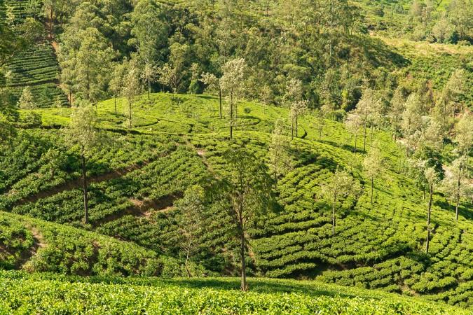 Tea Plantation, Nuwara Eliya by Egle Sidaraviciute