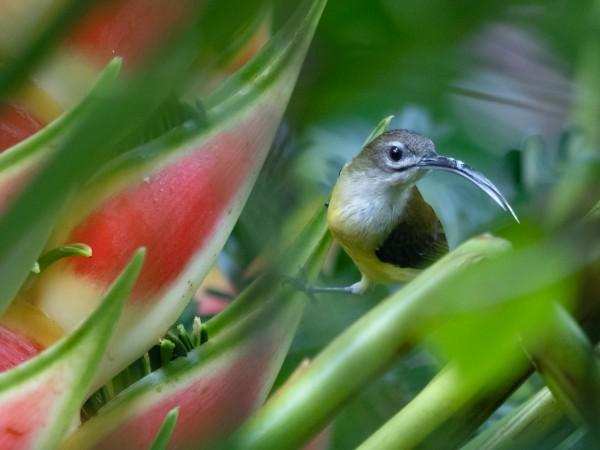 Explore Sepilok - Malaysia Travel, Asia