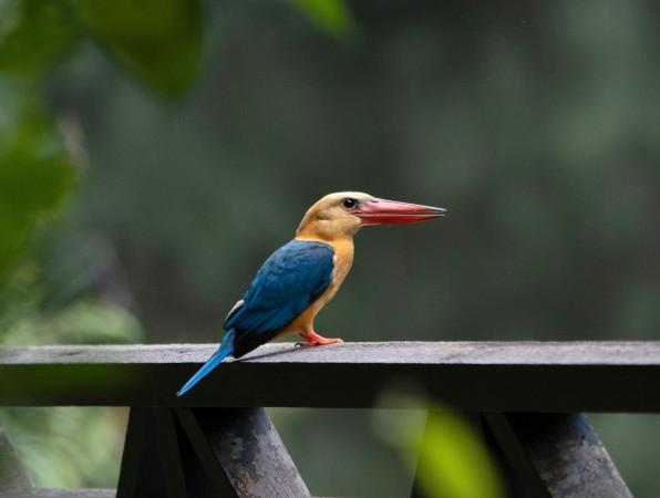 Stock billed kingfisher at Rainforest Discovery Centre (RDC), Sepilok by Hongbin