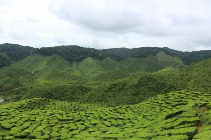 Boh Tea Plantation by Hui Ling Chua