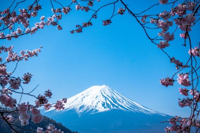 Sakura season in Fuji-Shi by JJ Ying