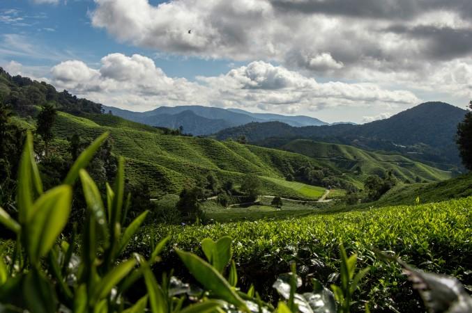 Boh Tea Plantation, Cameron Highlands by kaliebmann _