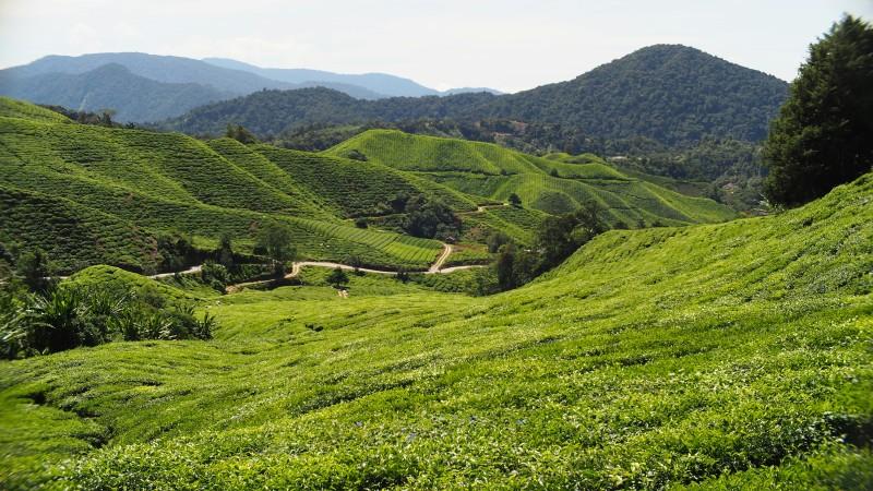 A clear day in Cameron Highlands by TM Yap