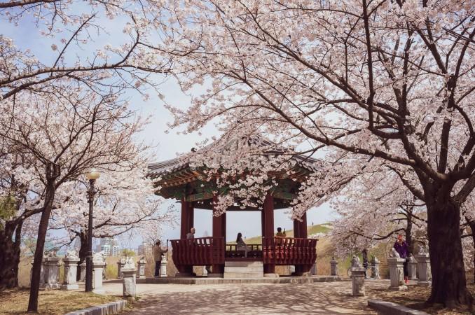 Cherry Blossom season in South Korea