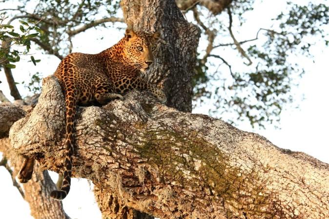 Explore Sri Lanka’s Wildlife Haven in Kumana National Park