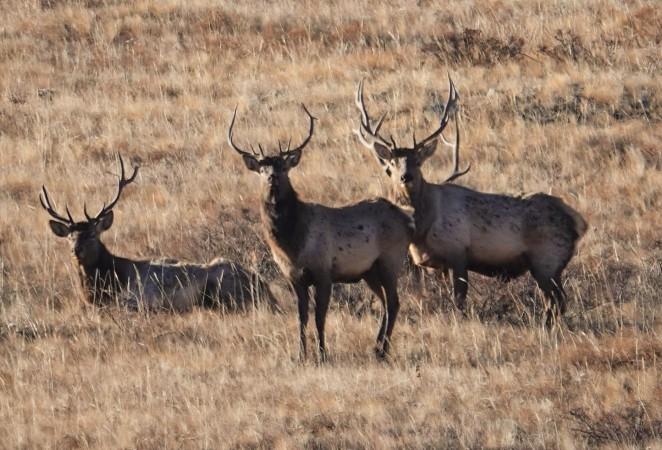 Wild life in Hustai National Park - © gather