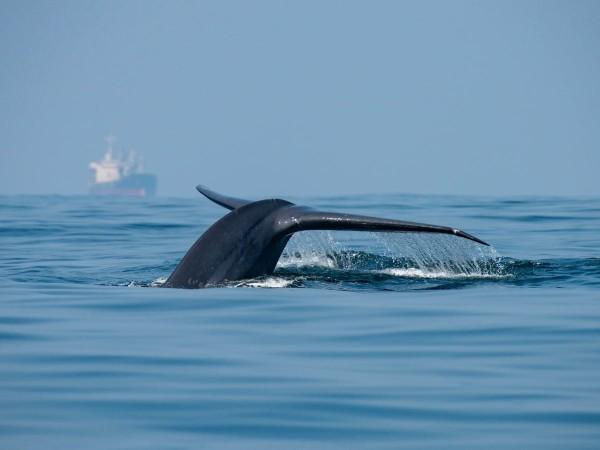 Blue Whale spotted in Sri Lanka